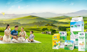 mộc châu milk, mộc châu milk chia cổ tức